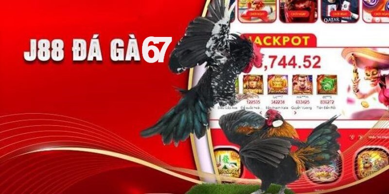 Đá gà 67
